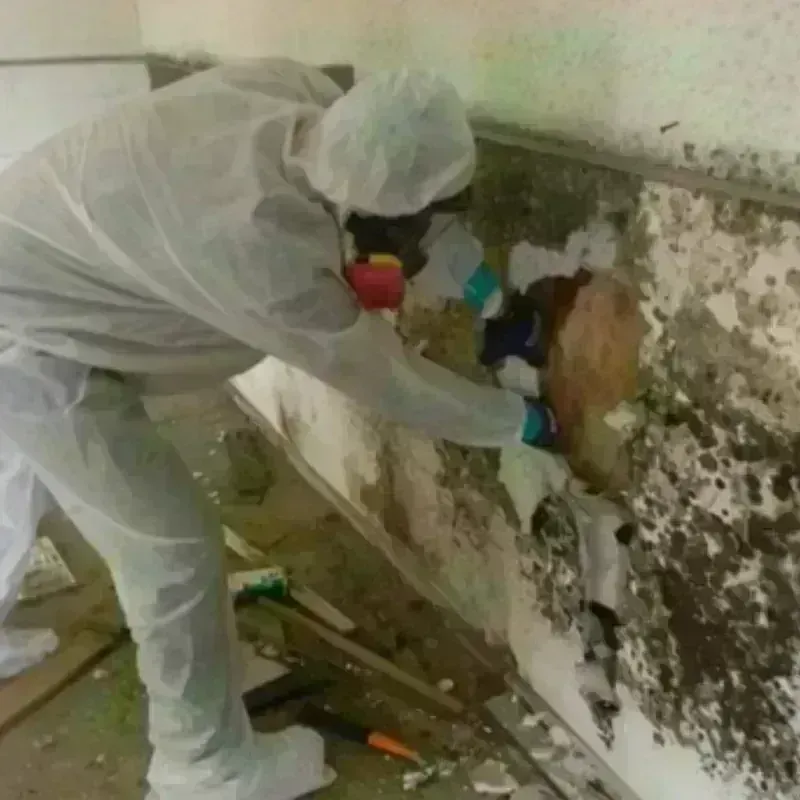 Mold Remediation and Removal in Faulkner County, AR